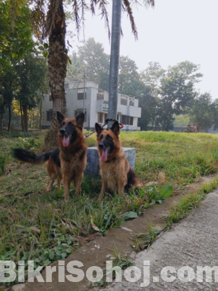 German shepherd